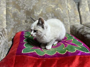 кане корсо собака цена: Котёнок с короткой бело-кремовой шёрсткой и контрастными тёмными — 1