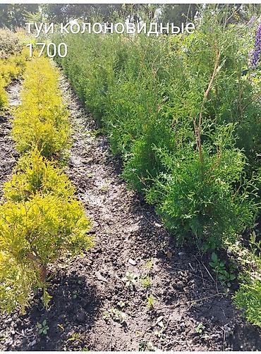 Декоративные деревья: Саженцы деревьев: Туи at lalafo.kg — 1 Декоративные деревья: Саженцы деревьев: Туи — 1