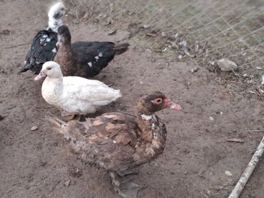 Digər heyvanlar: Lal ördəklər topdan satılır 210 dənə ördəkdir bir dənəsi 13 manat 90 — 19