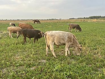 Коровы, быки: Продаю | Бык (самец) | Алатауская | На откорм — 6