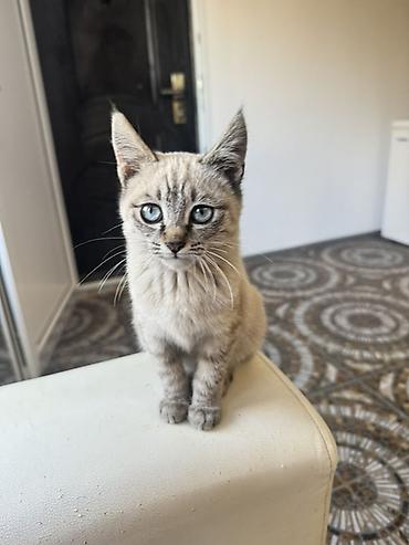 продажа домашних животных: Котёнок с голубыми глазами и кремово-серебристым окрасом — 3