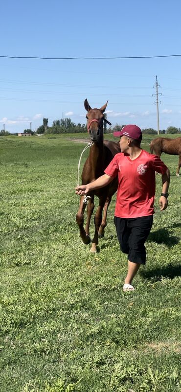 Лошади, кони: Продаю | Жеребец | Дончак | Конный спорт | Племенные