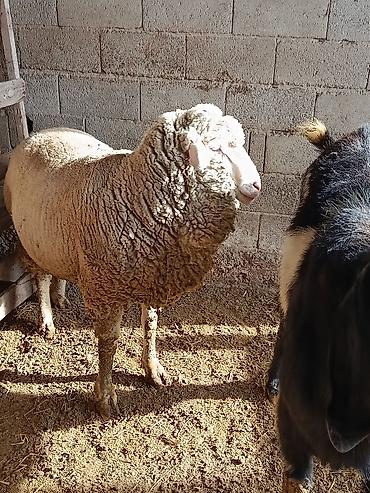 Козы, козлы: Продаю | Козёл (самец) | Для разведения | Осеменитель — 14