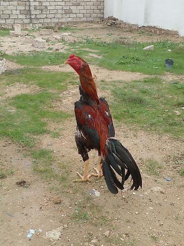 heyvan bazari: Xoruz, Brazil, il: 1, Ünvandan götürmə — 5