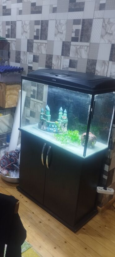 отдам в добрые руки: Akvarium AquaEl 80x35x50 hava filteri işigi qizdiricisi suvenirləri