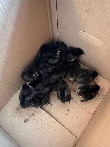 Куры, петухи: Продаю | Инкубационные яйца | Для разведения — 3