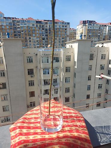 Vazalar: Bir vaza, Bogem şüşəsi — 1
