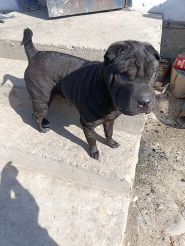 сенбернар собака: Кобелек 8 месяцев можно для дома и на улицу в доме не гадит прививки