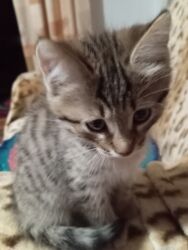 котят в добрые руки: Кошка даром: Беспородная, 2 месяца, Мальчик