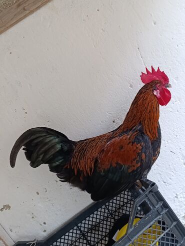 Xoruzlar: Saf qanlı Astralorp xoruzlar cütü 80 azn - Növ: astralorp cinsi — 3