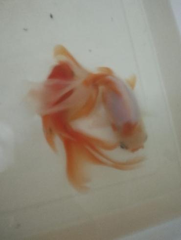 Balıqlar: Salam hazir bala veren iri olculu,papaqli arandalar satilir. Olcusu 15 — 3