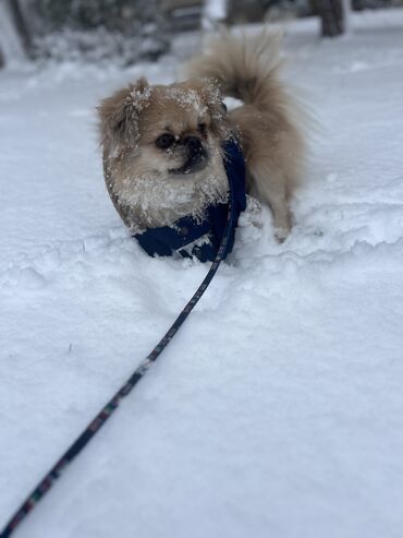 İtlər: Pekines, 3 il, Erkek, Ödənişli çatdırılma