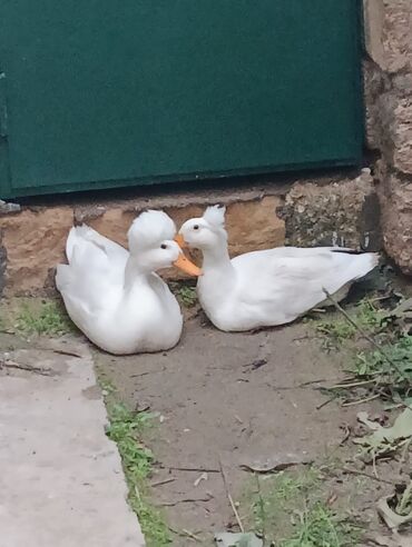 mayalı yumurta satışı: Dişi, Damazlıq, Ödənişli çatdırılma