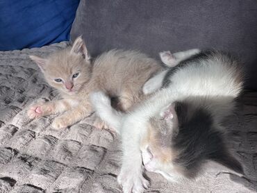 донской сфинкс кошка: Кошка даром: Беспородная, 1 месяц, Девочка, Приучена к лотку