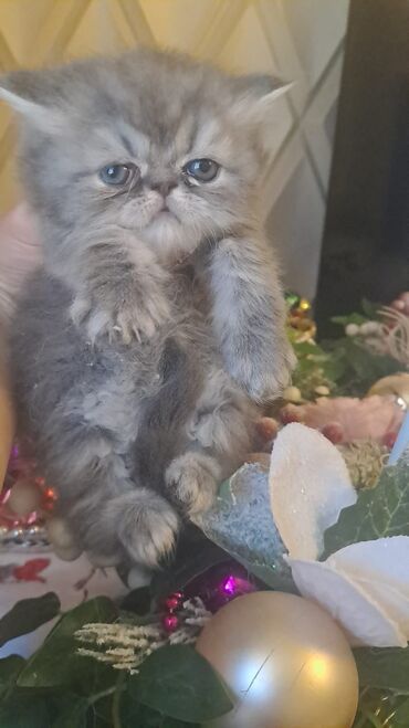 Pişiklər: Şotland, Erkək, Dişi, Cütləşmə üçün, Ünvandan götürmə, Pulsuz çatdırılma, Ödənişli çatdırılma — 4