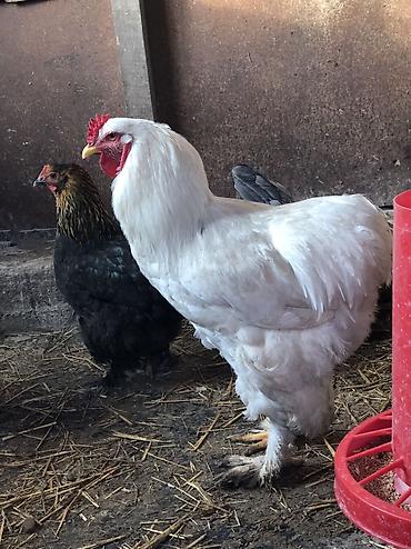 Куры, петухи: Продаю | Петух | Для разведения, На забой — 1