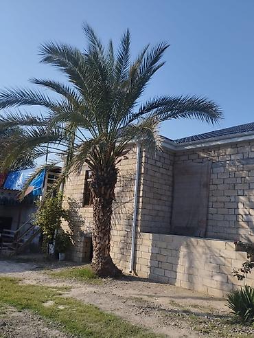 agac satilir: Xurma palmı (Phoenix dactylifera tipli) – iri, dekorativ landşaft — 3
