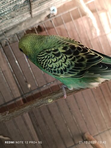 Tutuquşları: Məhsul: Dalmatian/xallı və klassik rəng çeşidlərində nimfa deyil — 9