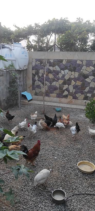 ucuz quşlar: Toyuqlar yeni yumurtaya düşmüş cavan ferelerdi damazlıq saxlamaq üçün — 4