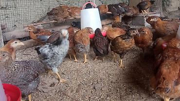 Куры, петухи: Продаю | Куры | Бройлерная | На забой — 12