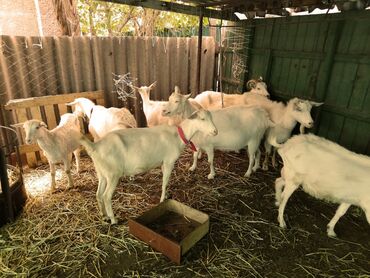 Козы, козлы: Продаю | Коза (самка) | Зааненская, Битал — 20