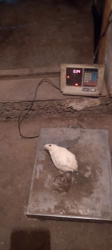 Куры, петухи: Продаю | Инкубационные яйца | Для разведения — 7