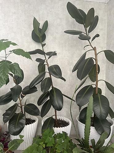 каучуконосный фикус: Фикус эластика (Ficus elastica, каучуконосный) — крупные — 1