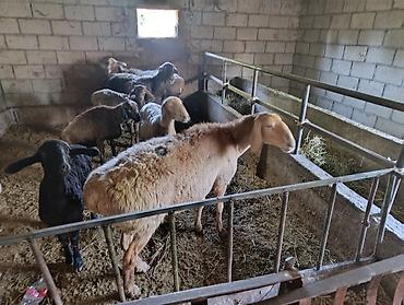 Продаю | Овца (самка) | Для разведения | Матка at lalafo.kg Продаю | Овца (самка) | Для разведения | Матка