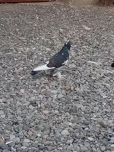 şpits itleri qiymeti: 4 dene lələk papisli oynaq balası 3 nun qiymeti 40 manatdı qiymətə — 10