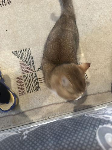 Pişiklər: Britan — 12