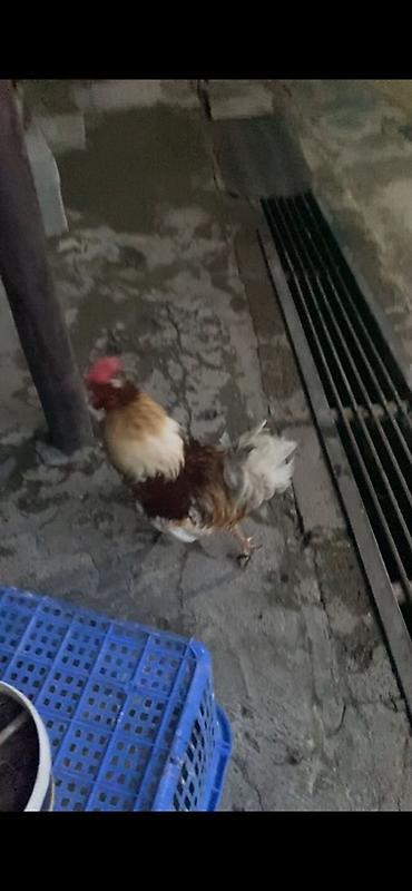 akita iti satilir: Cücə xoruz - Növ: ev təsərrüfatı üçün xoruz - Rəng: qarışıq – ağ — 1