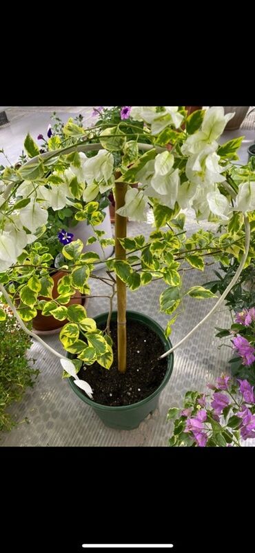 Бегонии: Бугенвиллия в горшке (разные окраски прицветников) - Вид — 11