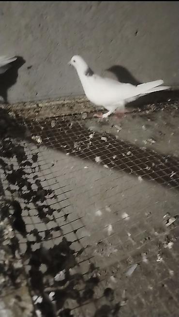 sabuncu quş bazarı: Ebreş boyun erkey olacağ quş gencede gondermekde mumkundu 0513992050 — 3