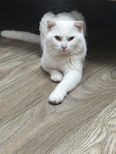 Кошки: Шотландская вислоухая — 3