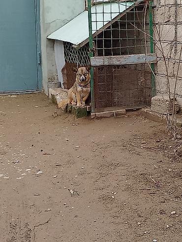 İtlər: Məhsul: İt (kiçik/orta ölçülü) Təsvir: - Fotoşəkillərdə olan sadiq və — 3