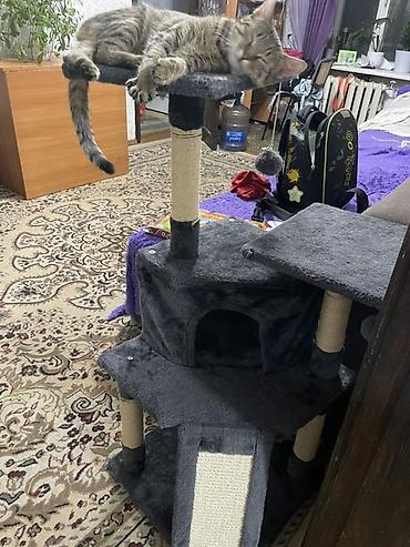 игрушкалар: Игровой комплекс для кошек с домиком и когтеточками - Многоуровневая — 2