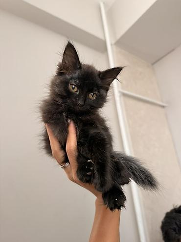 животные кот: Кошка даром: Беспородная, 3 месяца, Девочка — 3