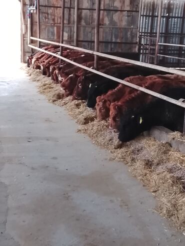 Dana, buzov: Hereford tipli ətlik danalar – fermadan - Şəkildəki bağlamalı fermada — 5