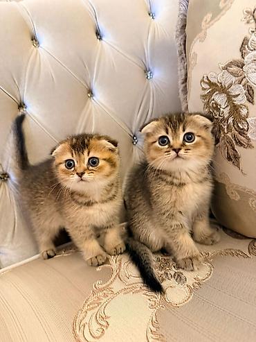 Pişiklər: Şotland — 1