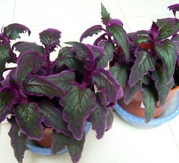 Другой декор и предметы интерьера: Распродажа остатков, комнатные растения по 100 сом. дорогие цветы тоже at lalafo.kg — 4 Другой декор и предметы интерьера: Распродажа остатков, комнатные растения по 100 сом. дорогие цветы тоже — 4