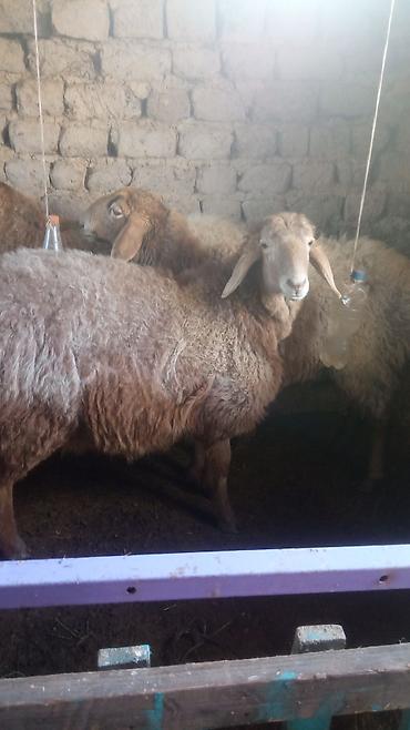 Баран, овца: Продаю | Овца (самка) | Для разведения | Матка — 3