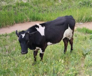 быки голштин: Продаю | Корова (самка), Музоо, торпок | Для разведения, Для молока