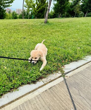 itle barter: Retriever, 3 ay, Erkek, Pulsuz çatdırılma