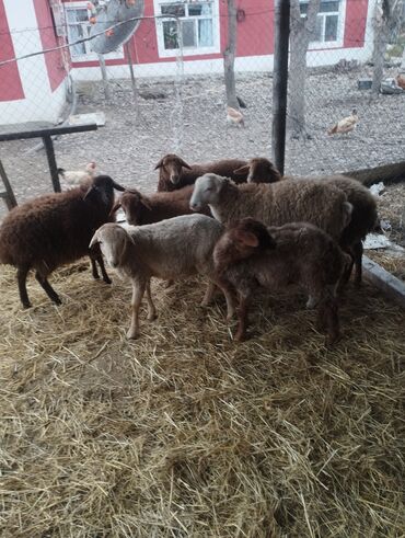 Qoyunlar, qoçlar: Salam ümlikdə 6 ədədir tək tək 245 dən hamin alan olsa 1450 dən son -da lalafo.az — 6 Qoyunlar, qoçlar: Salam ümlikdə 6 ədədir tək tək 245 dən hamin alan olsa 1450 dən son — 6