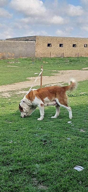 İtlər: Alabay, 3 il, Dişi, Peyvəndli — 7