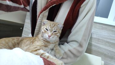Находка и пропажа кошек: Найдена кошка в районе ахунбаева-матросова, рыжая вислоухая
