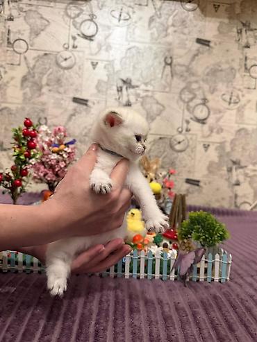 Pişiklər: Britan, Erkək, Dişi, Yaxşı əllərə, Ünvandan götürmə, Pulsuz çatdırılma, Ödənişli çatdırılma — 3