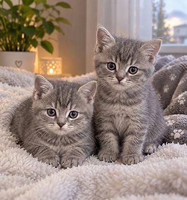 Британские короткошёрстные котята, классический серебристо-серый окрас