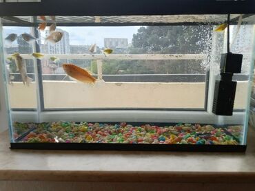 pişiklər ucun bit dərmanı: Fire Fish, Sülhsevər, Ünvandan götürmə