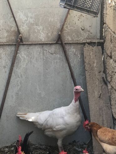 Hinduşka: Kanada Sortu 11 Ayliq 2 edetdir her ikisi Fereri Tam Saglam